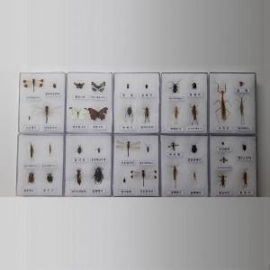 곤충표본 40종(아크릴) 3-2