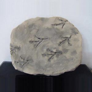 새발자국화석