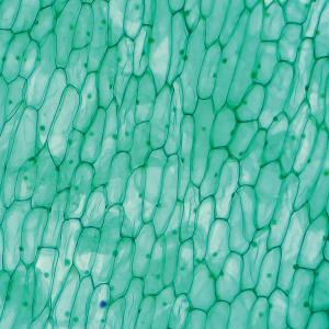 영구프레파라트-양파껍질세포