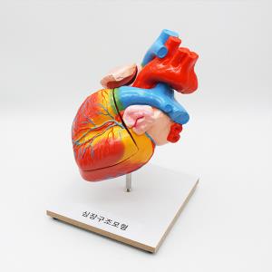 심장모형