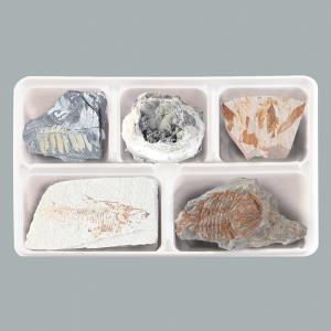 여러 가지 화석표본(5종세트)
