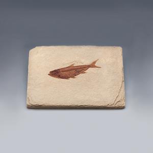물고기화석(BonyFish 와이오밍 전시용화석)