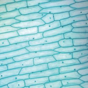영구프레파라트-양파껍질세포